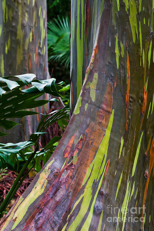 Rainbow Eucalyptus Photograph by Frank Wicker