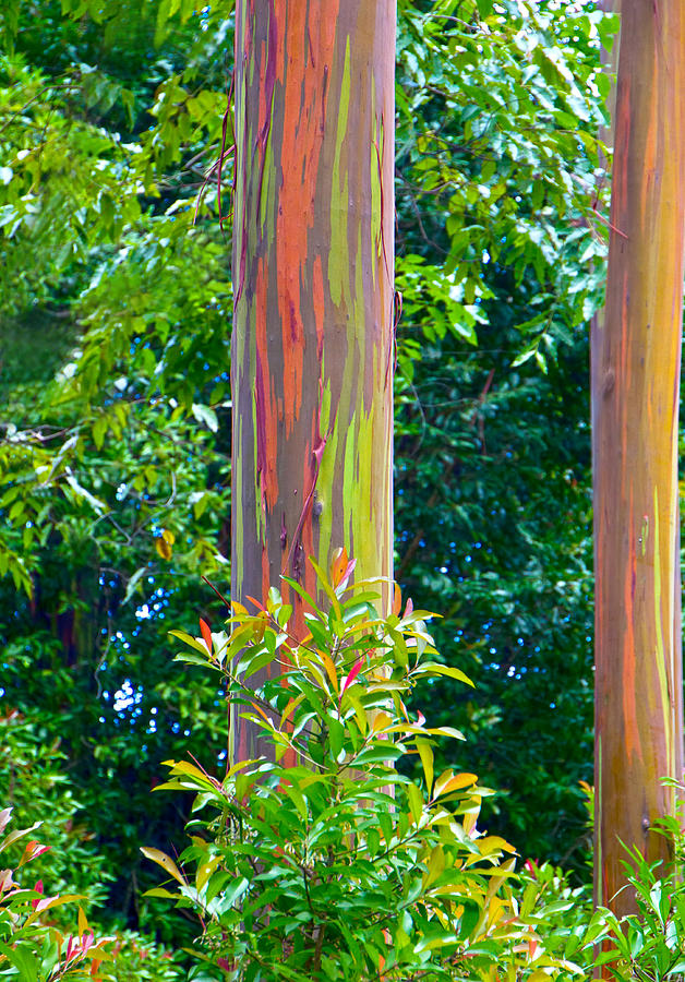 Rainbow eucalyptus Hawaii Photograph by Waterdancer 