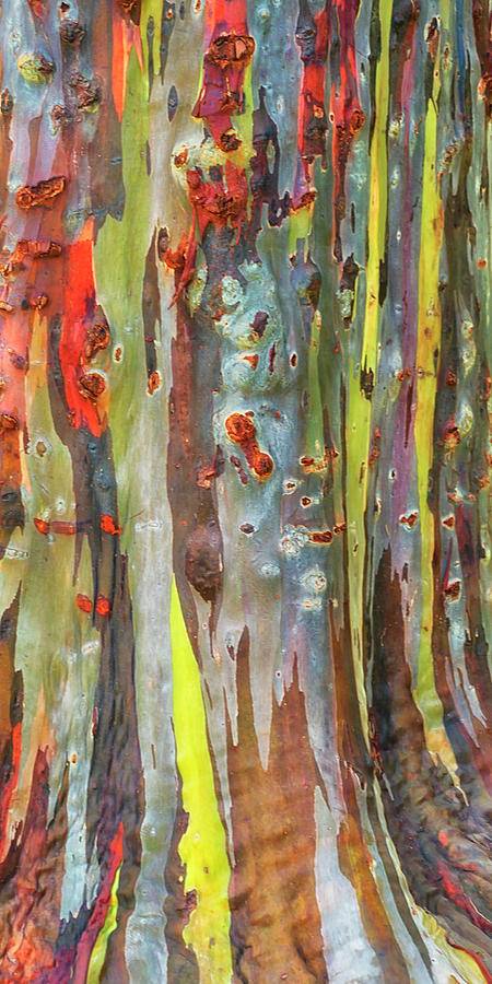 Rainbow Eucalyptus Kauai Hawaii 7R2_DSC5054_01162018 Photograph by Greg Kluempers