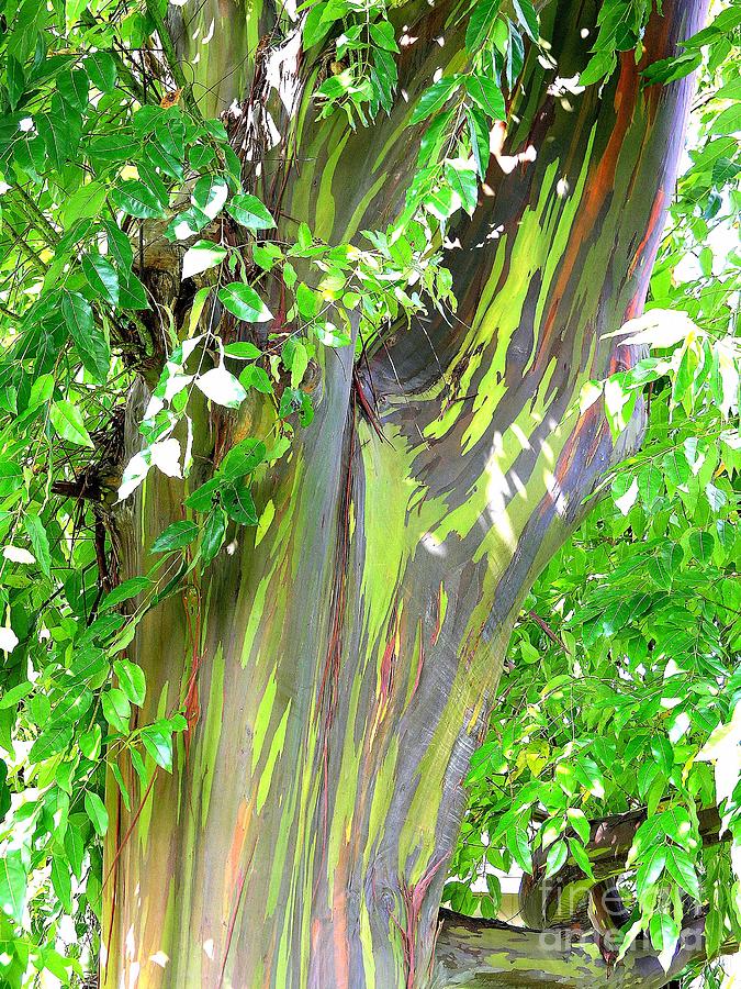 Rainbow Eucalyptus Photograph by Mary Deal