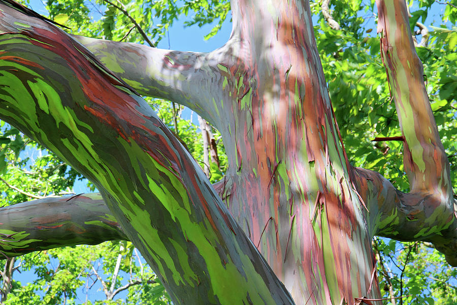 Rainbow Eucalyptus Photograph by Pierre Leclerc Photography