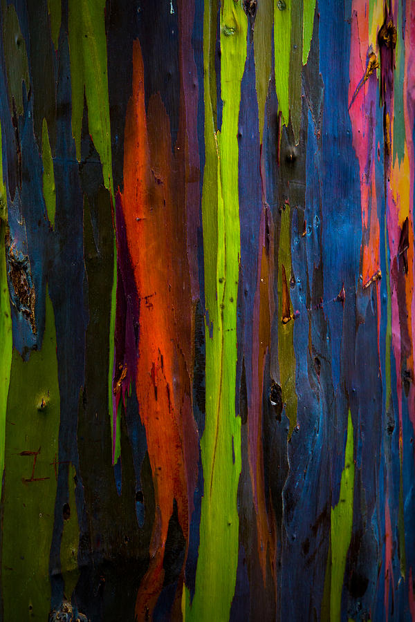 Rainbow Eucalyptus  Photograph by Ryan Smith
