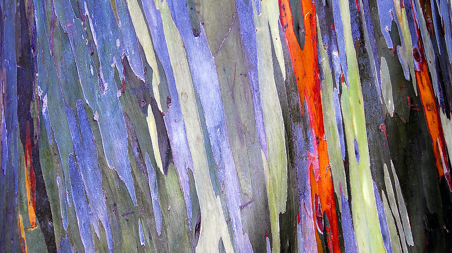 Rainbow Eucalyptus Tree Photograph by David Lee Thompson