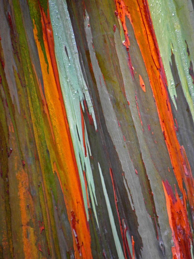 Colorful Tree Photograph - Rainbow Eucalyptus Tree by Elizabeth Hoskinson
