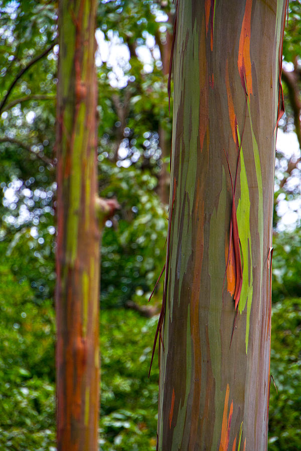 Rainbow Eucalyptus Trees Hawaii Photograph by Waterdancer 