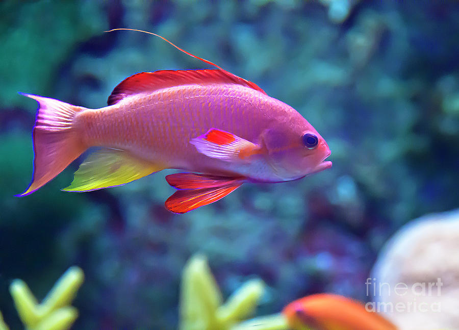 New rainbow-colored fish lives in the ocean's 'twilight zone