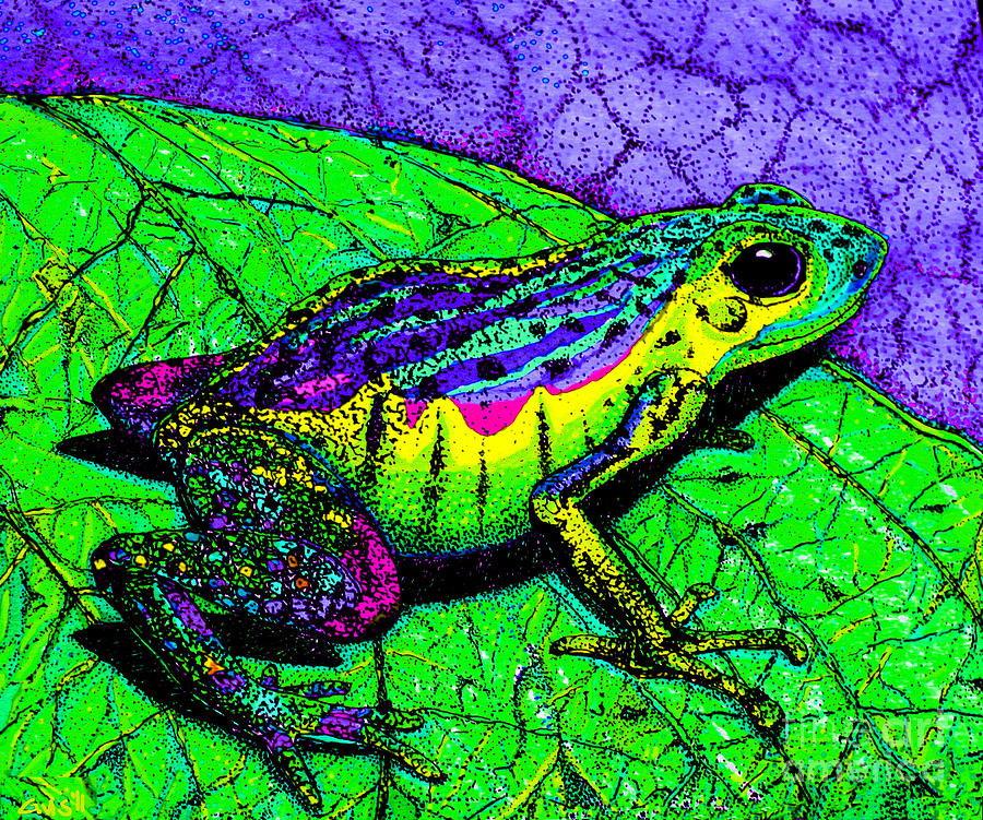 Rainbow frog 2 Drawing by Nick Gustafson