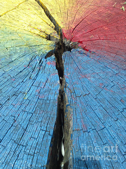 Rainbow Grains Abstract A Tree Trunk In New Orleans, Louisiana Photograph by Michael Hoard