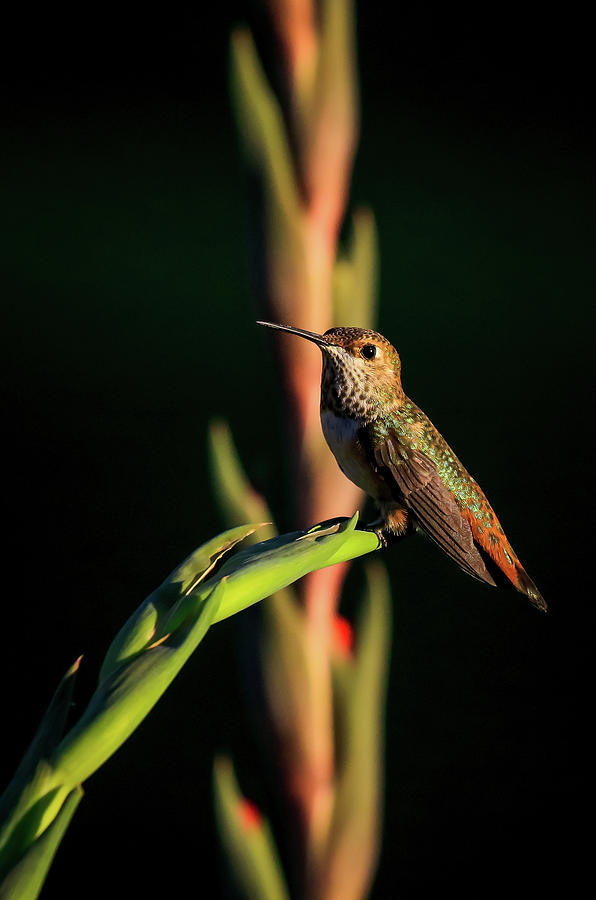 Rainbow Hummingbird Photograph by Athena Mckinzie