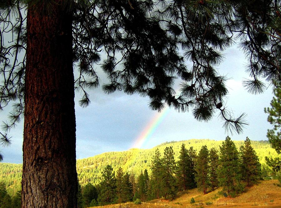 Rainbow In Pine Country Photograph by Will Borden