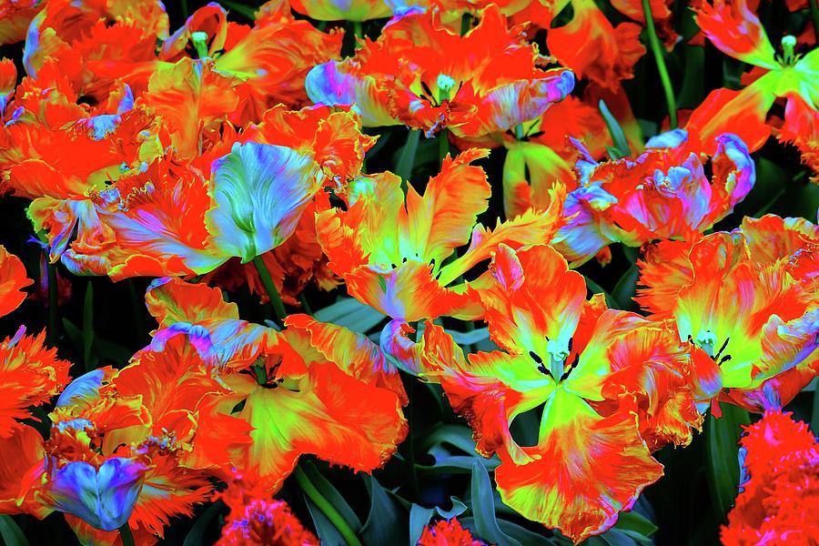 Rainbow in the Garden Photograph by Tim G Ross