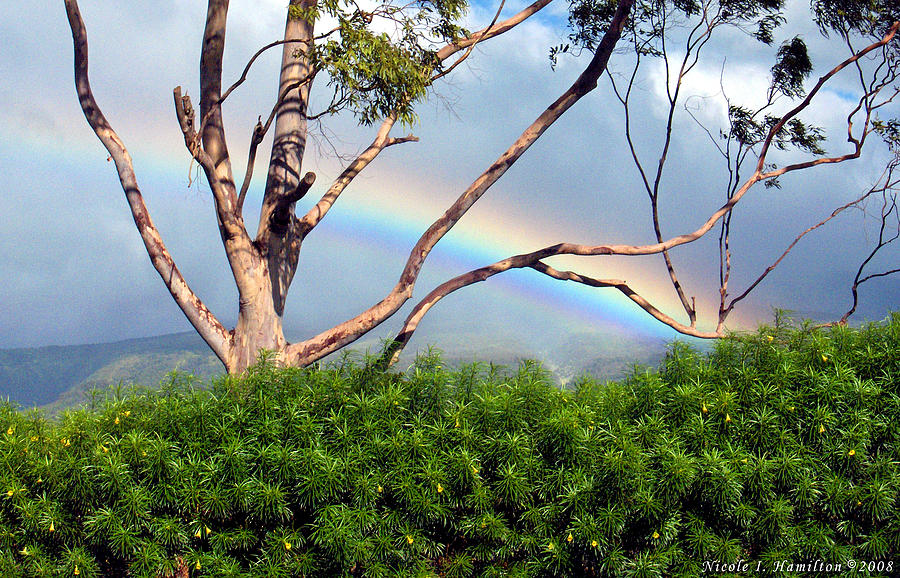 Rainbow in the Trees Photograph by Nicole I Hamilton