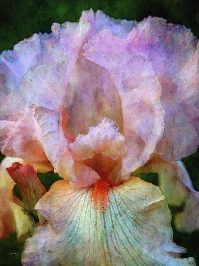 Rainbow Iris 0369 IDP_2 Photograph by Steven Ward