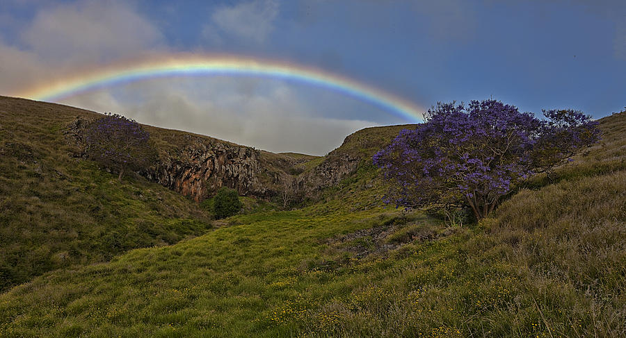 Rainbow Jacaranda Photograph by James Roemmling