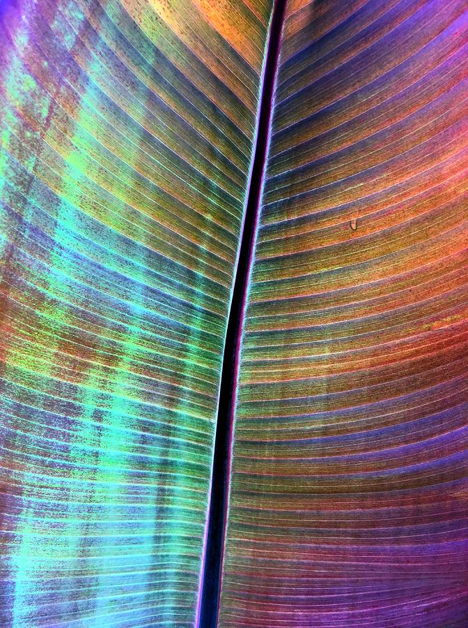 Rainbow Leaf Photograph by Mike Solomonson