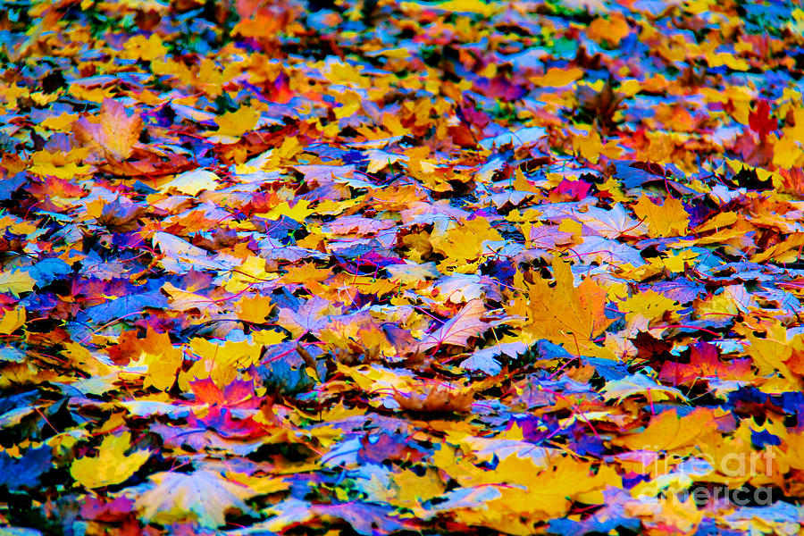 Rainbow Leaves Photograph by Mariola Bitner