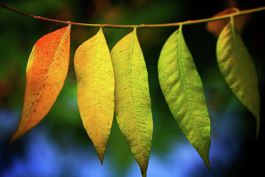 Fall Digital Art - Rainbow Leaves by Terry Davis