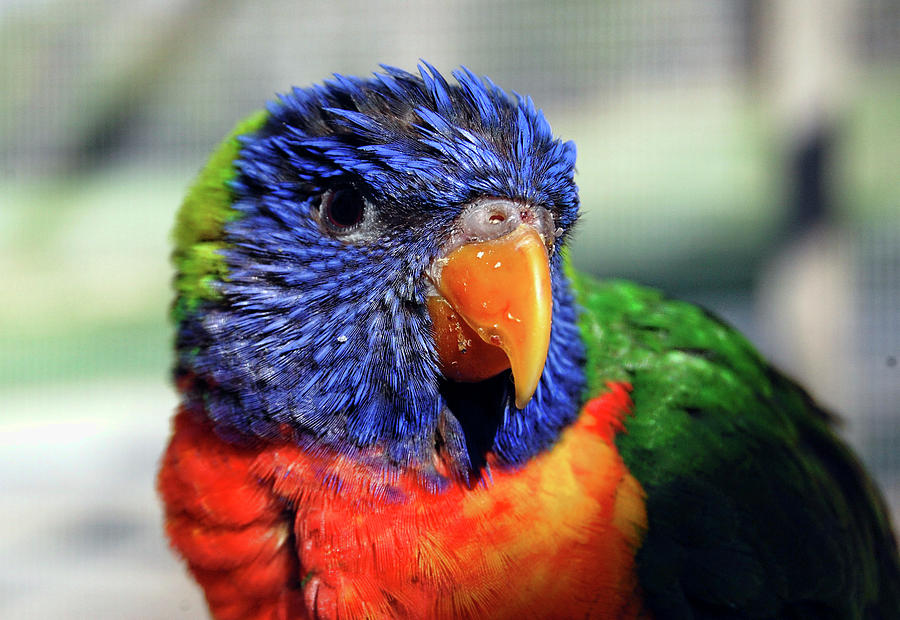 Feather Photograph - Rainbow Lorikeet by Amber Flowers