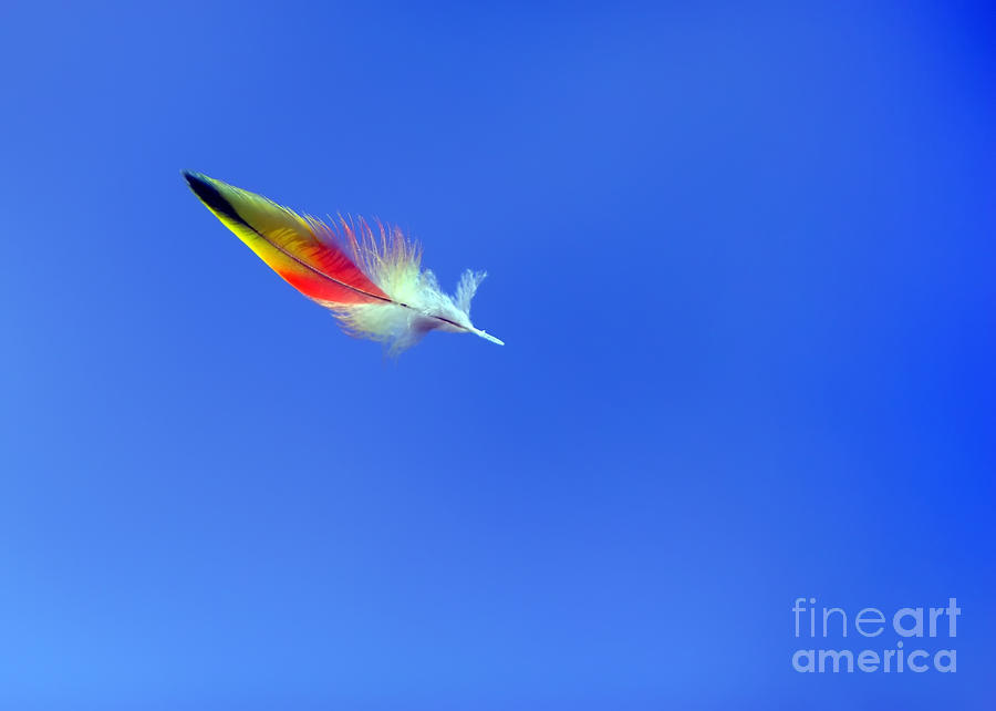 Rainbow Lorikeet Feather Photograph by Bill  Robinson