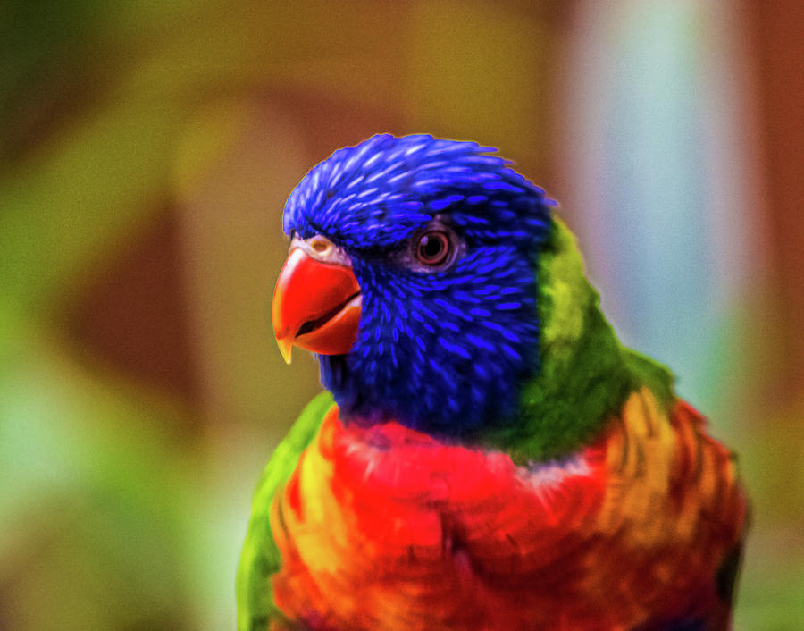 Parrot Photograph - Rainbow Lorikeet by Martin Newman