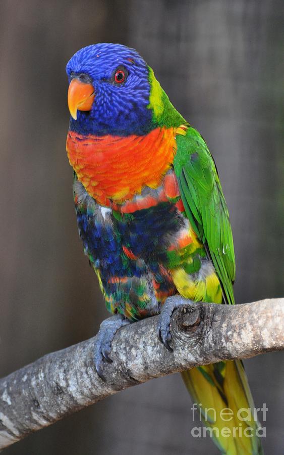 Parakeet Photograph - Rainbow Lorikeet by Rose  Hill