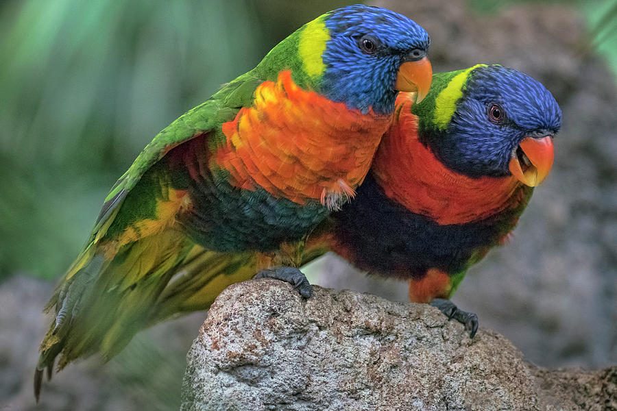 Wildlife Photograph -  Rainbow Lorikeets by Nadia Sanowar