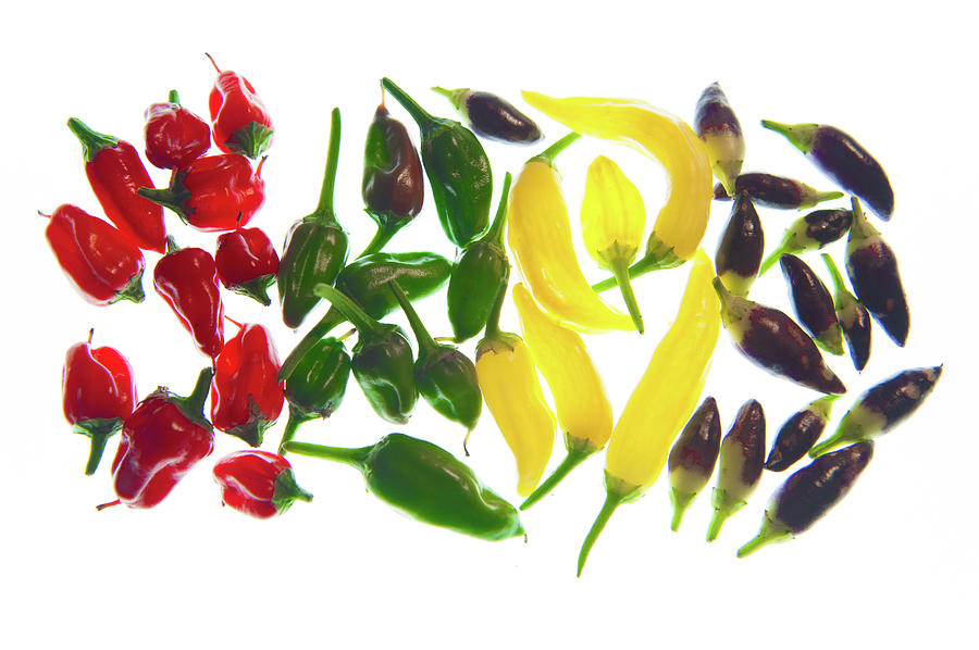 Rainbow of Chillies Photograph by Helen Jackson