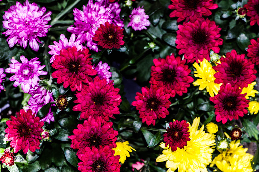 Rainbow of color flowers Photograph by Gerald Kloss