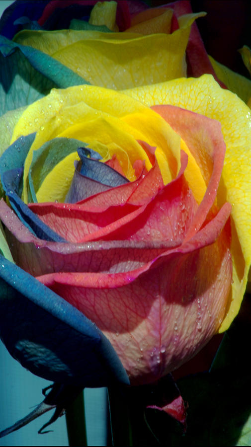 Rose Photograph - Rainbow of Love 2 by Karen Musick