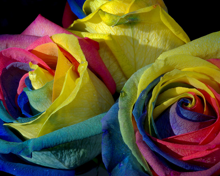 Rose Photograph - Rainbow of Love 3 by Karen Musick