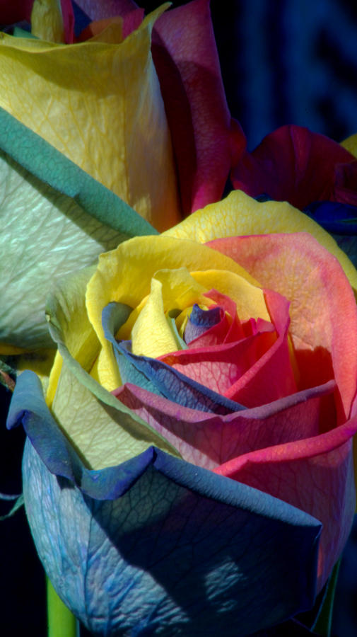 Rose Photograph - Rainbow of Love by Karen Musick