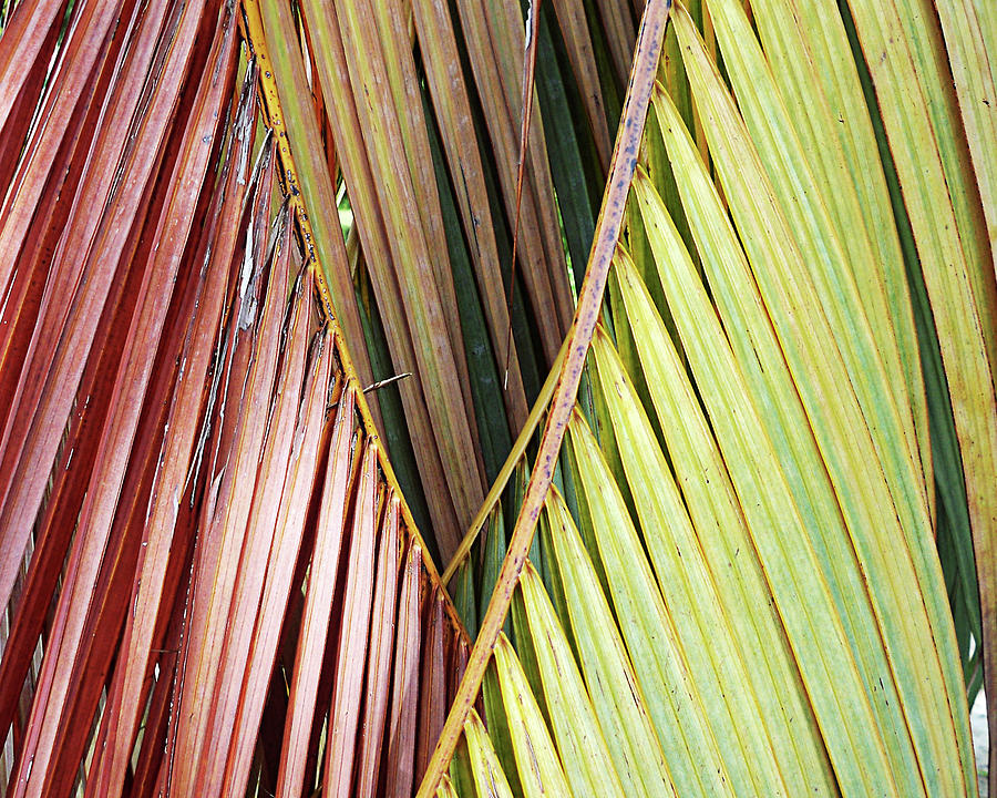 Rainbow of Palms GP Photograph by Chris Andruskiewicz