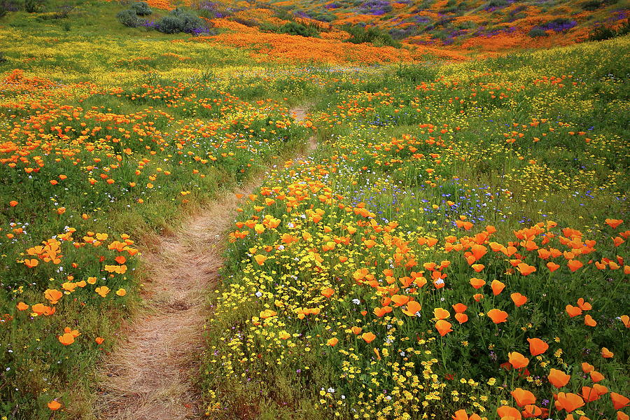 Rainbow of wildflowers bloom near Diamond Lake in California Photograph by Jetson Nguyen