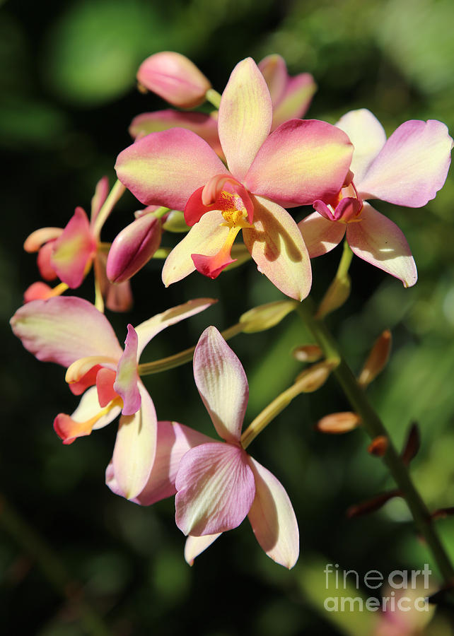 Rainbow Orchid Photograph by Carol Groenen