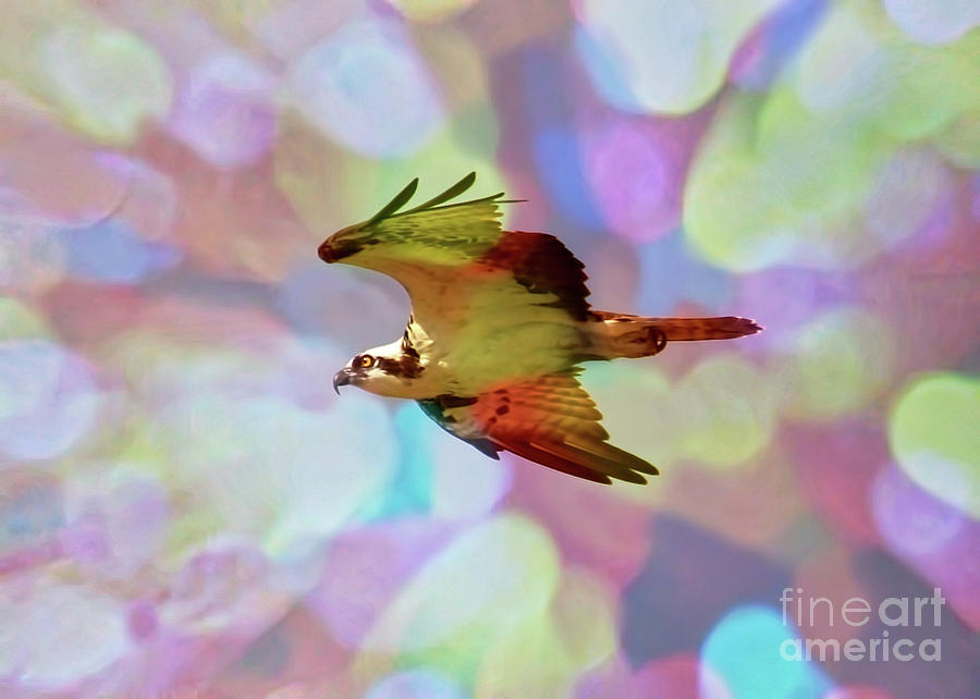 Rainbow Osprey Photograph by Carol Groenen
