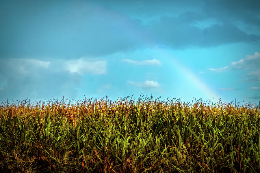 Rainbow over a corn field Photograph by Lilia S
