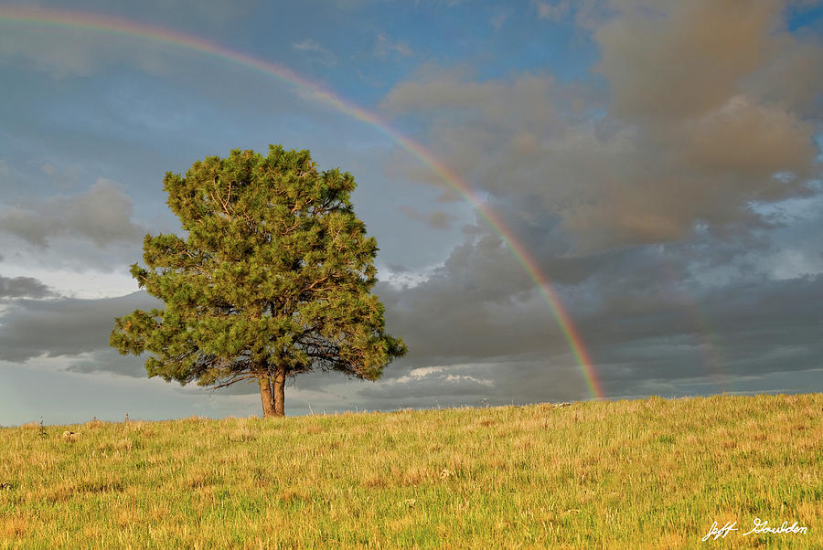 Rainbow Over a Lone Tree Photograph by Jeff Goulden