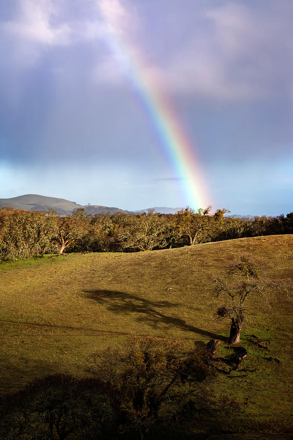 Rainbow Over Blue Oaks Photograph by Rick Pisio