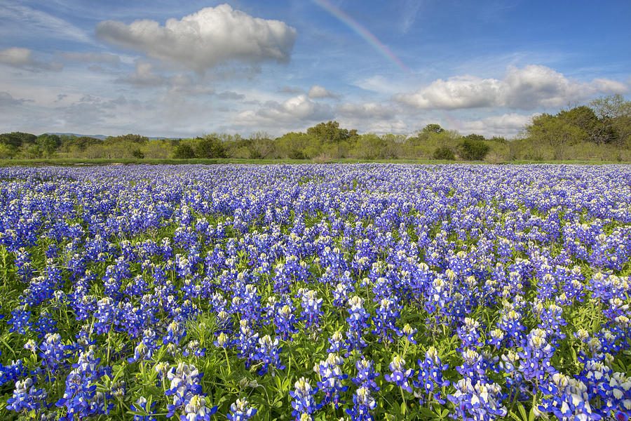 Rainbow over Bluebonnets in the Texas Hill Country 2 Photograph by Rob ...