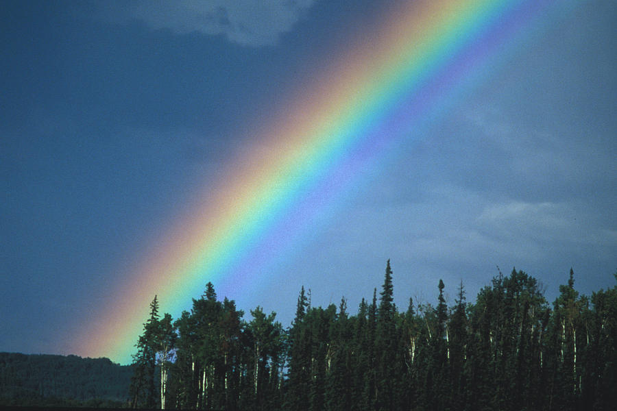 Rainbow Over Forest Photograph by Nick Norman