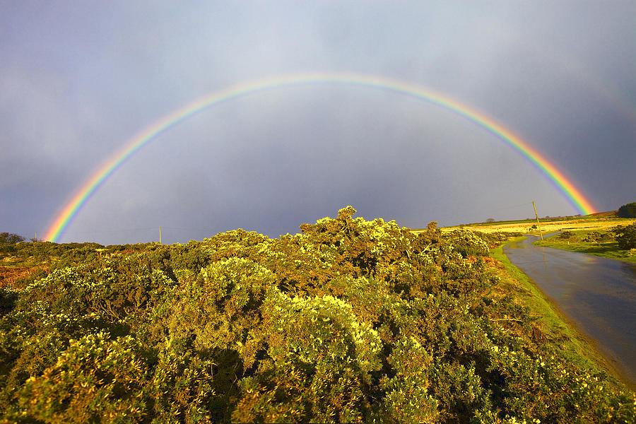 Rainbow Over Gorse Photograph by Mark Egerton