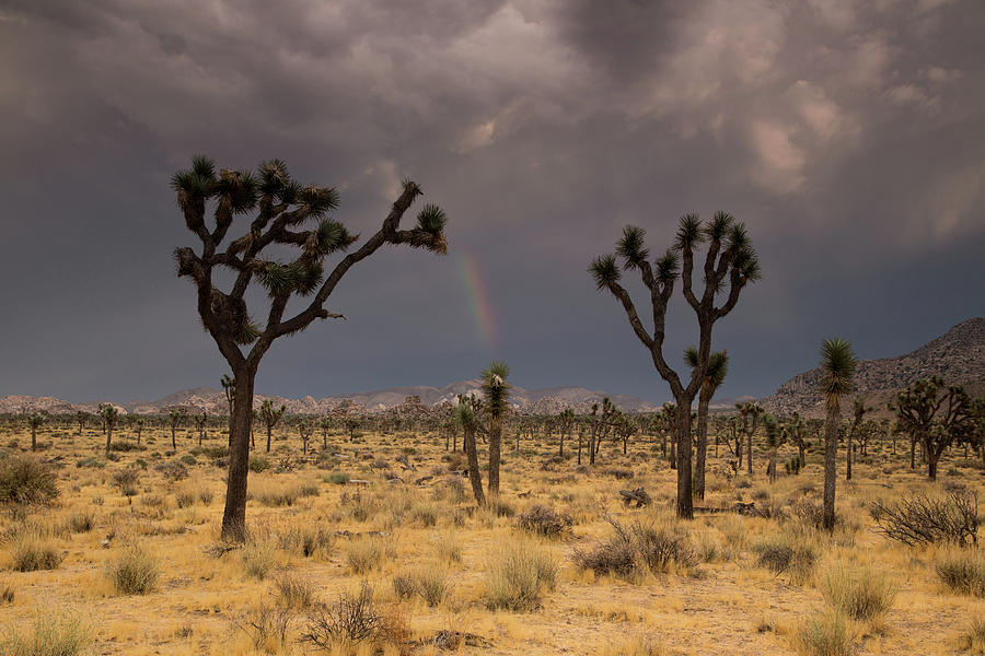 Rainbow over Joshua Trees Photograph by Kunal Mehra