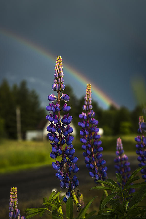Nature Photograph - Rainbow over Lupine  by Robert Potts