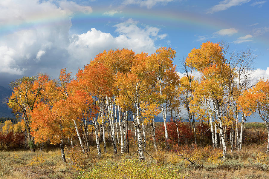 Rainbow over Moose Photograph by Kathleen Bishop