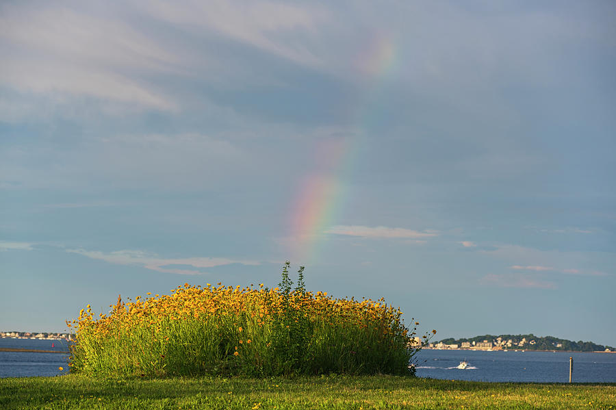Rainbow Over Nut Island in Quincy MA Flower Patch Photograph by Toby McGuire