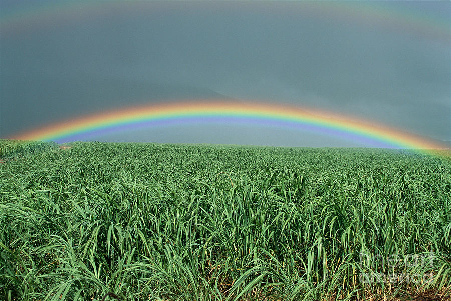 Rainbow Over Sugarcane Photograph by Bill Schildge - Printscapes