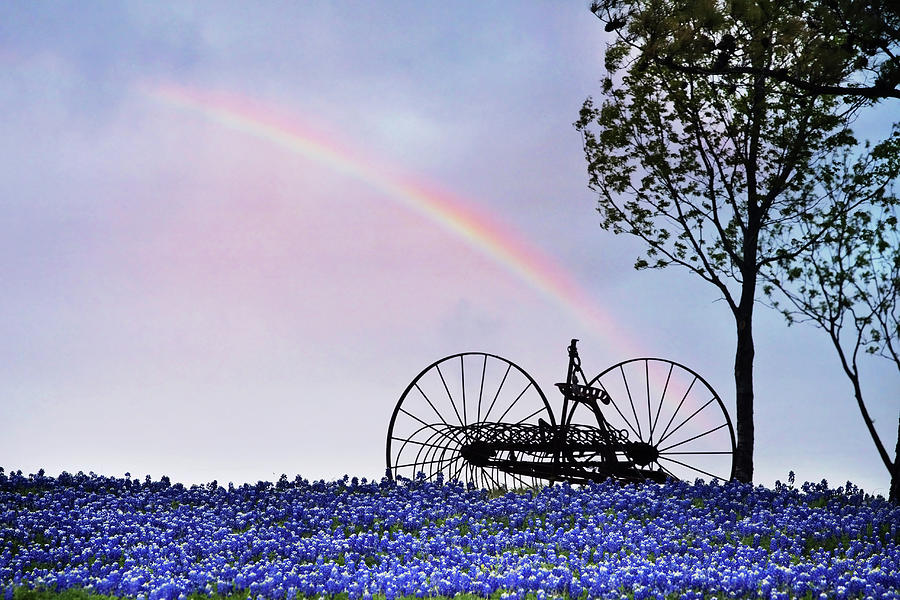 Nature Photograph - Rainbow Over Texas Bluebonnets by David and Carol Kelly