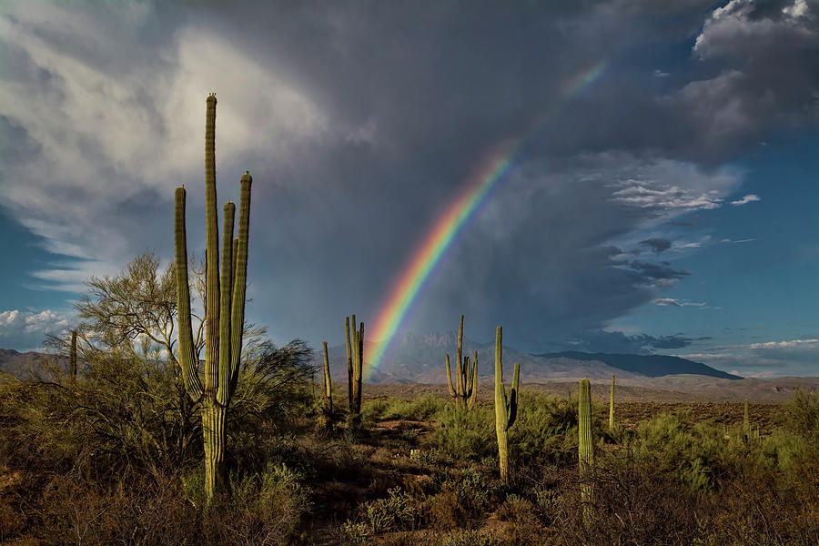 Rainbow Over The Sonoran  Photograph by Saija Lehtonen