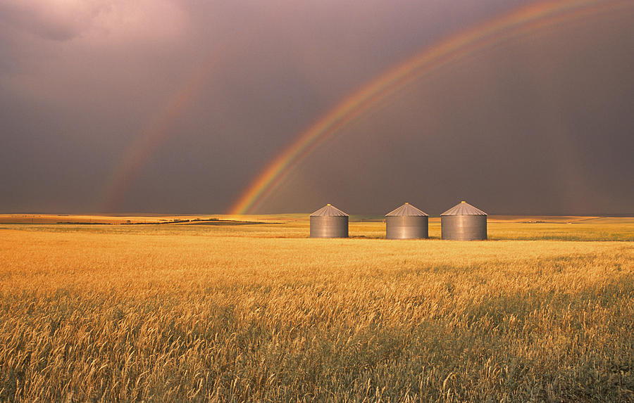 Rainbow Over Wheat Field Photograph by Carson Ganci