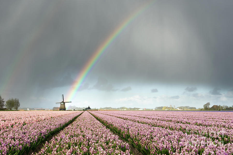 Rainbow Photograph - Rainbow over windmill and flower fields by IPics Photography Rainbow Photograph - Rainbow over windmill and flower fields by IPics Photography